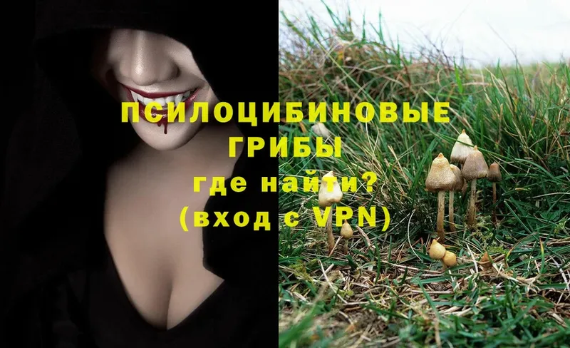 Псилоцибиновые грибы Psilocybe  даркнет сайт  Полысаево 